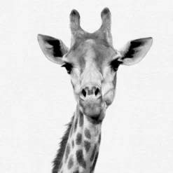 Set Of 8- 11x11 Gallery Square Framed Prints W/ Mats Decorative Wall Art Set - Black And White Jungle Nursery - Americanflat With Mat 13 Set Of 8- 11x11 Gallery Square Framed Prints W/ Mats Decorative Wall Art Set - Black And White Jungle Nursery - Americanflat With Mat -Children's Toys GUEST 12c3e787 ddff 4117 a244 80b4611e1a78