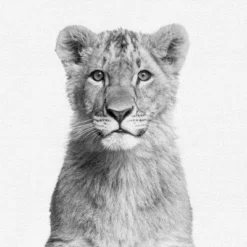 Set Of 8- 11x11 Gallery Square Framed Prints W/ Mats Decorative Wall Art Set - Black And White Jungle Nursery - Americanflat With Mat 11 Set Of 8- 11x11 Gallery Square Framed Prints W/ Mats Decorative Wall Art Set - Black And White Jungle Nursery - Americanflat With Mat -Children's Toys GUEST 710eec6d b866 4e9f a3eb 5ca77fcf531c