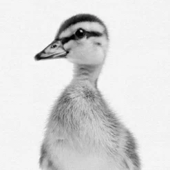 Set Of 8- 11x11 Gallery Square Framed Prints W/ Mats Decorative Wall Art Set - Black And White Jungle Nursery - Americanflat With Mat 15 Set Of 8- 11x11 Gallery Square Framed Prints W/ Mats Decorative Wall Art Set - Black And White Jungle Nursery - Americanflat With Mat -Children's Toys GUEST 72fd9c56 8449 4553 94c1 3a7e1836c539